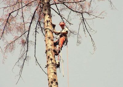 Dangerous Tree Removal Victoria