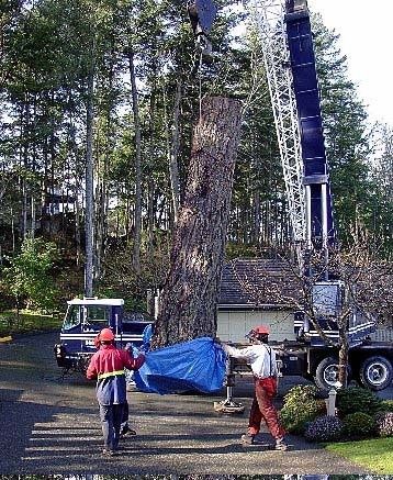 Harbourview Tree Experts Truck