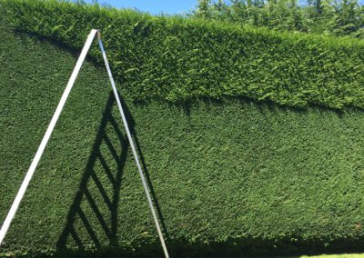 Hedge Cleanup in Victoria, BC