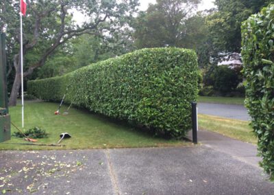 Hedge Pruning Victoria