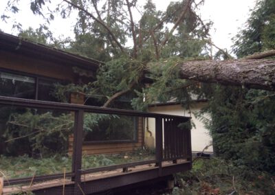 Storm damaged trees
