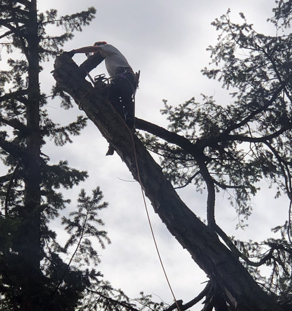 Hazardous Tree Removal