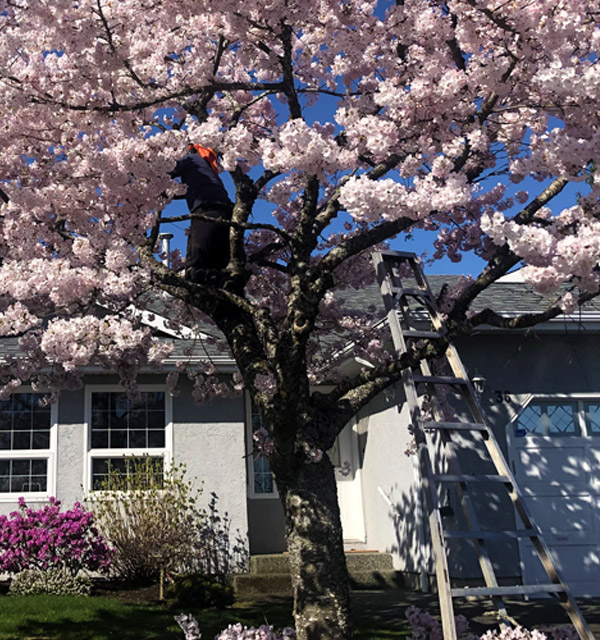 Tree Pruning