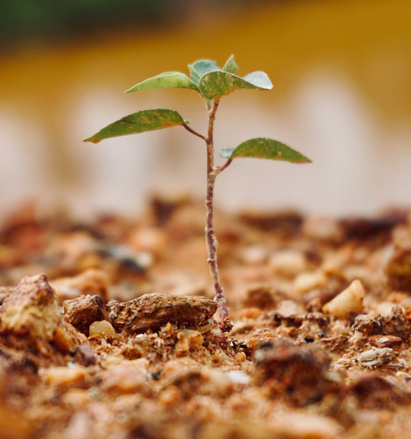 Tree & Shrub Planting