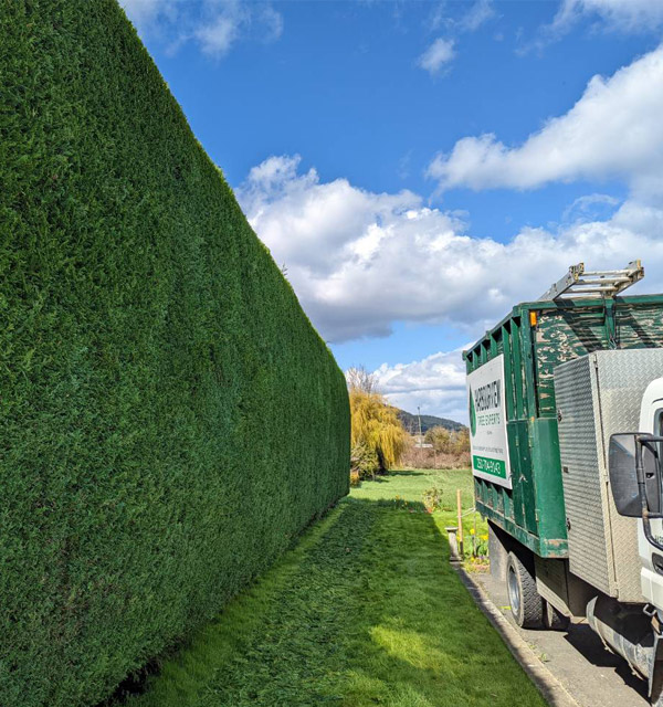 Tree & Shrub Management